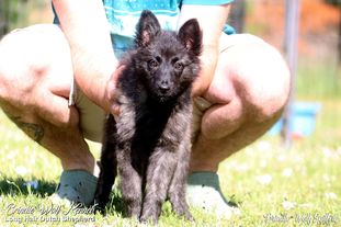 Brindle Wolf Spitfire Brindle Wolf Spitfire