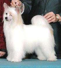 Maju's Shake A Tail Feather Maju's Shake A Tail Feather