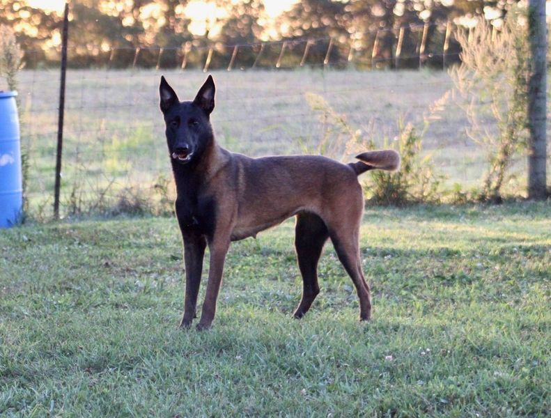 Stronghold K9�s Whisper workingdog