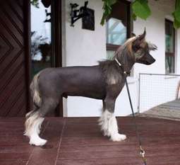 Be My Dog's Klick My Pic Be My Dog's Klick My Pic