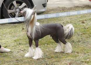 Mano Ponis Belmonto Mano Ponis Belmonto