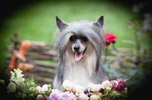 Dogland Happy Chio Chio Sun Dogland Happy Chio Chio Sun