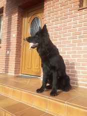 Aronn spod Mazlova Aronn spod Mazlova