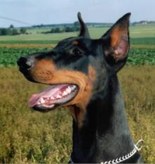 Candy von Utgard Candy von Utgard