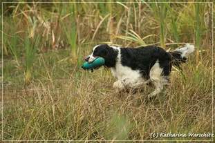 Sporty Springers Houdinis Lightning Sporty Springers Houdinis Lightning