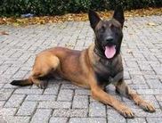 Rudie (de Vaan)