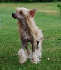 Golden Diamond Cresteds Lil Armani Golden Diamond Cresteds Lil Armani