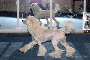 Cindy Snow Fly Cindy Snow Fly