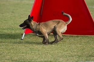 Chaos Force Canina Chaos Force Canina