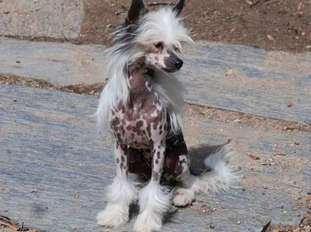 Gilda De Bandedogge Gilda De Bandedogge