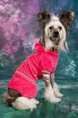 Dogland Happy Passion Dogland Happy Passion
