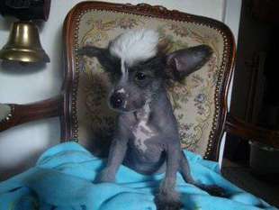 Caprioso Pau-wu Caprioso Pau-wu