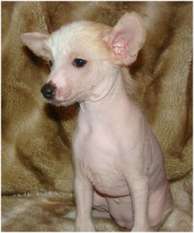Baby Pearl Tennessee Baby Pearl Tennessee