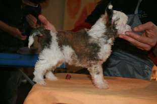 Yo Por Mi Hija De Schnauzerdreams Yo Por Mi Hija De Schnauzerdreams