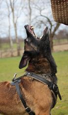Al Dente vom Buxtehuder Bullen Al Dente vom Buxtehuder Bullen