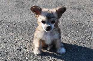 Little Dog Of Dream Gigolo Little Dog Of Dream Gigolo