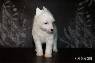 Mimi Dog Doll Key Lime Pie Mimi Dog Doll Key Lime Pie