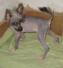 J C Junior Von Chilean Puppy's J C Junior Von Chilean Puppy's