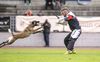 Cadha Force Canina