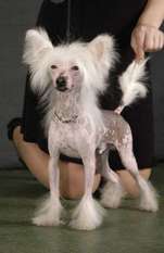 Sleek Slim Pet-baby Ambassador Sleek Slim Pet-baby Ambassador