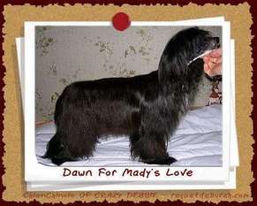 Dawn For Mady's Love Dawn For Mady's Love