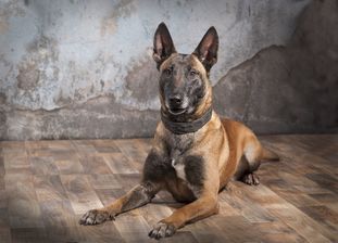 Brandy von den belgischen Wölfen Brandy von den belgischen Wölfen
