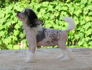 Lapinus Gypsy Horse Lapinus Gypsy Horse