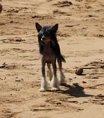 Chaina Dzhedai Best Of Best Chaina Dzhedai Best Of Best