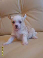 Orero Lovely Rosa Blanca Orero Lovely Rosa Blanca