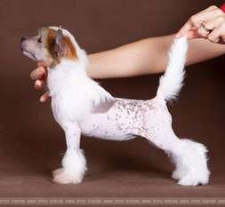 Dogland Happy Initiative Dogland Happy Initiative