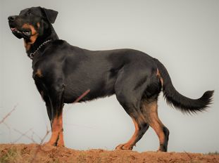 Eros von den Wächtern aus Bayern Eros von den Wächtern aus Bayern