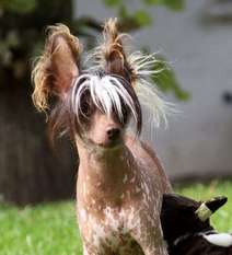 Be My Dog's Ohne Gleichen Be My Dog's Ohne Gleichen