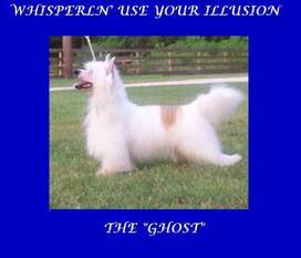 Whisper Ln' Use Your Illusion Whisper Ln' Use Your Illusion