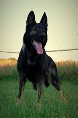 Miro von der alten Schmiede Miro von der alten Schmiede