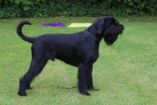 Black Nero von Adora Black Nero von Adora