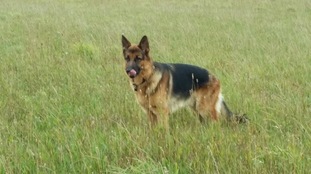 Calippo Ajax Calippo Ajax