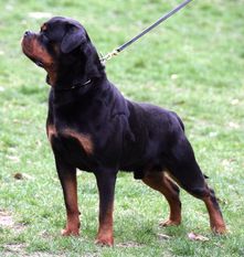 Gaucho von der Bogenheide Gaucho von der Bogenheide