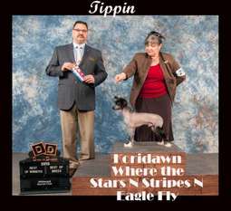 Koridawns Where The Stars N Stripes N Eagle Fly Koridawns Where The Stars N Stripes N Eagle Fly
