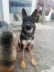 Iras Deabis hejro Iras Deabis hejro
