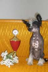 Batist-harro Chinesische Engel Batist-harro Chinesische Engel