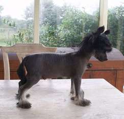 Be My Dog's Buddy Gun Smoke Be My Dog's Buddy Gun Smoke