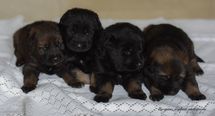 17 DAYS OLD