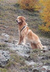 Gauner ex canis lupus Gauner ex canis lupus
