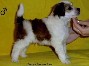 Brown Brandy Baif Brown Brandy Baif
