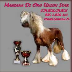 Manzana Di Oro Union Star Manzana Di Oro Union Star