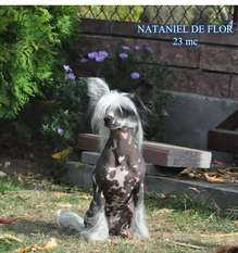 Nataniel De Flor Of The Magical World Nataniel De Flor Of The Magical World