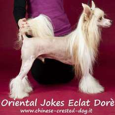 Oriental Jokes Eclat Doré Oriental Jokes Eclat Doré