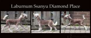 Laburnum Ssanyu Diamond Place Laburnum Ssanyu Diamond Place