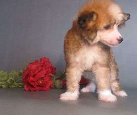 Milaya Princessa Fiona Milaya Princessa Fiona