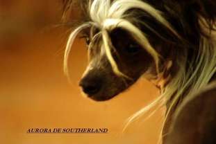 Aurora De Southerland Aurora De Southerland